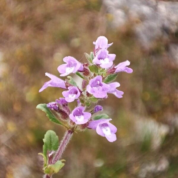 Clinopodium acinos Žiedas