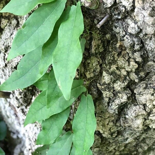 Bignonia capreolata Leht