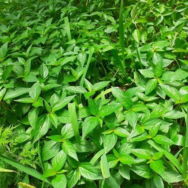 Acalypha virginica Hábitos