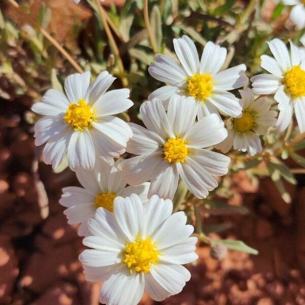 Melampodium leucanthum 花