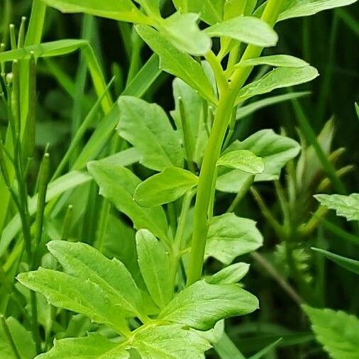 Cardamine amara List