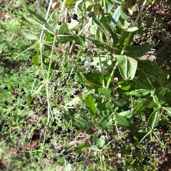 Rubia tinctorum Habit