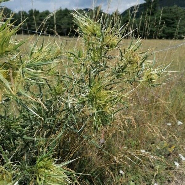 Cirsium ferox عادت