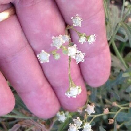 Parthenium hysterophorus Fleur