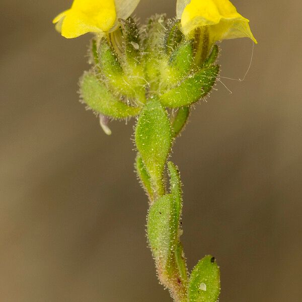 Linaria arenaria Other