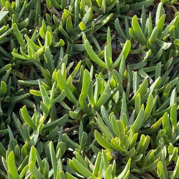 Carpobrotus chilensis Leaf