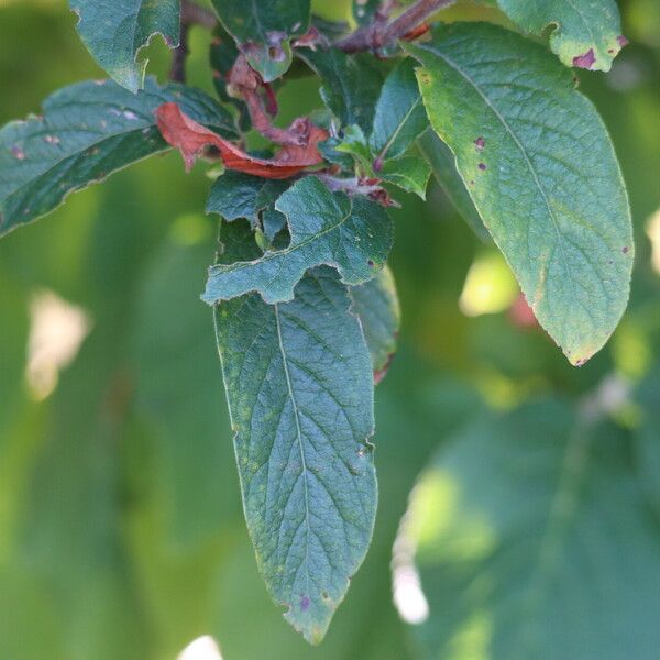 Crataegus germanica Φύλλο