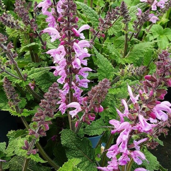 Salvia sclarea Blomst