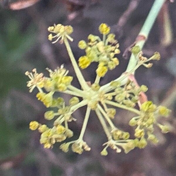 Foeniculum vulgare Cvet