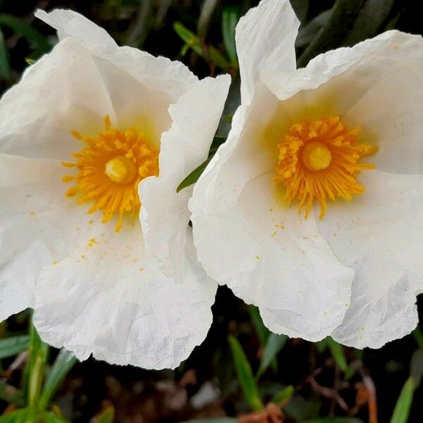 Cistus monspeliensis Flower