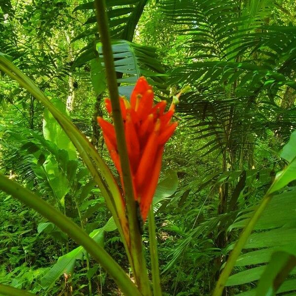 Musa coccinea Квітка