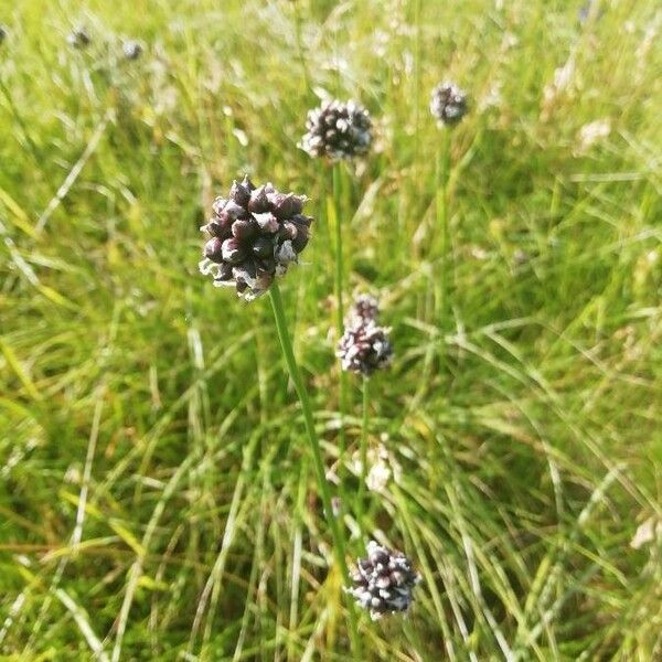 Allium scorodoprasum Flower