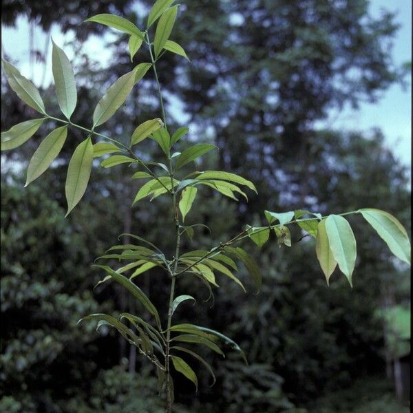 Symphonia globulifera Escorça