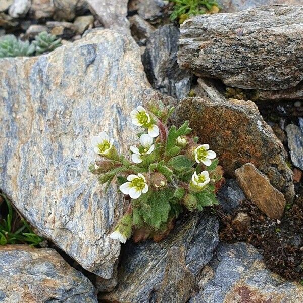 Saxifraga adscendens Цвят