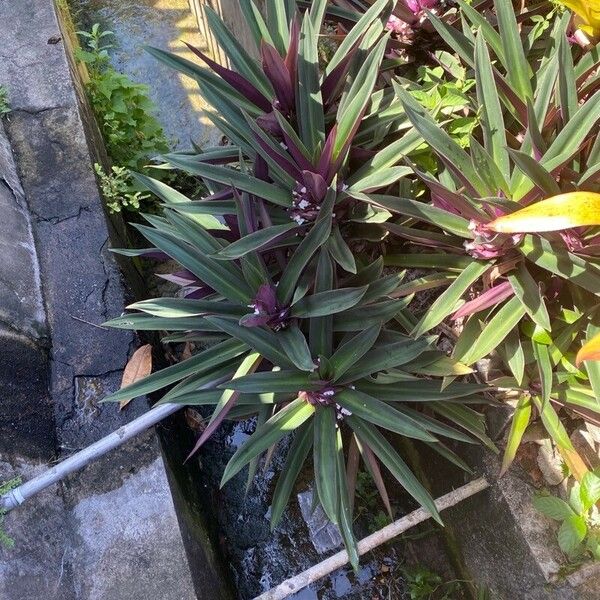 Tradescantia spathacea Leaf