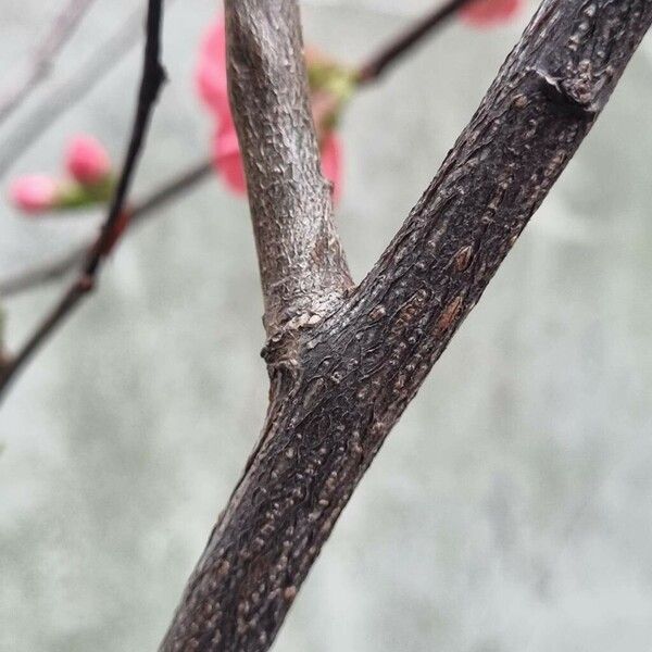 Chaenomeles speciosa Rusca