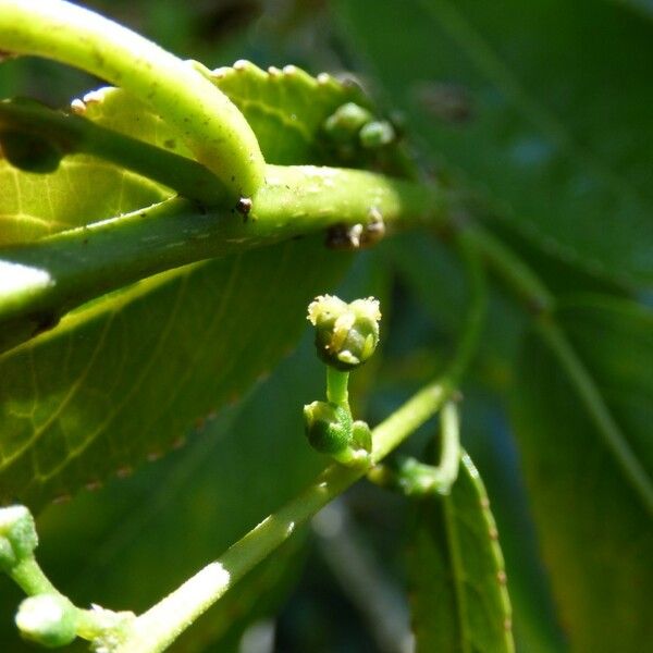 Claoxylon glandulosum Λουλούδι