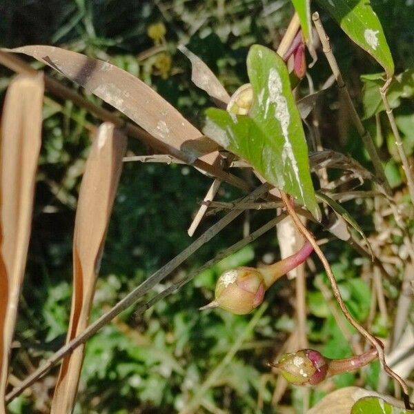 Ipomoea sagittata Plod