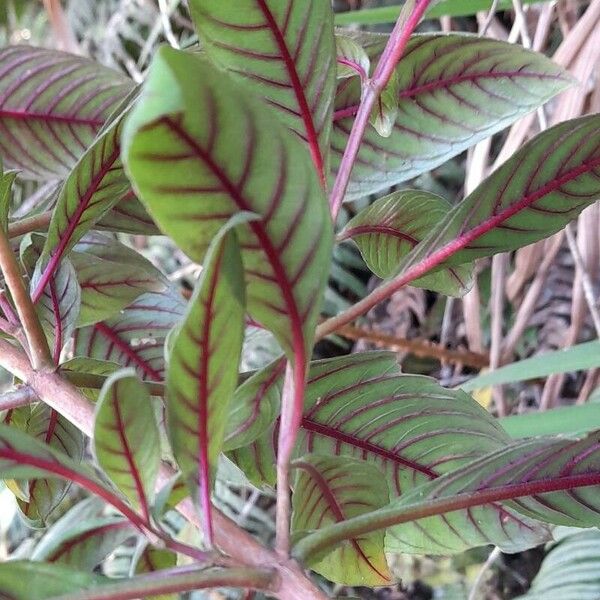 Fuchsia triphylla Yaprak