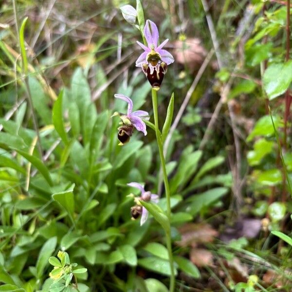 Ophrys scolopax অভ্যাস