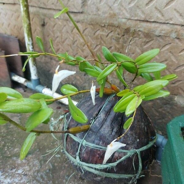 Dendrobium crumenatum عادت
