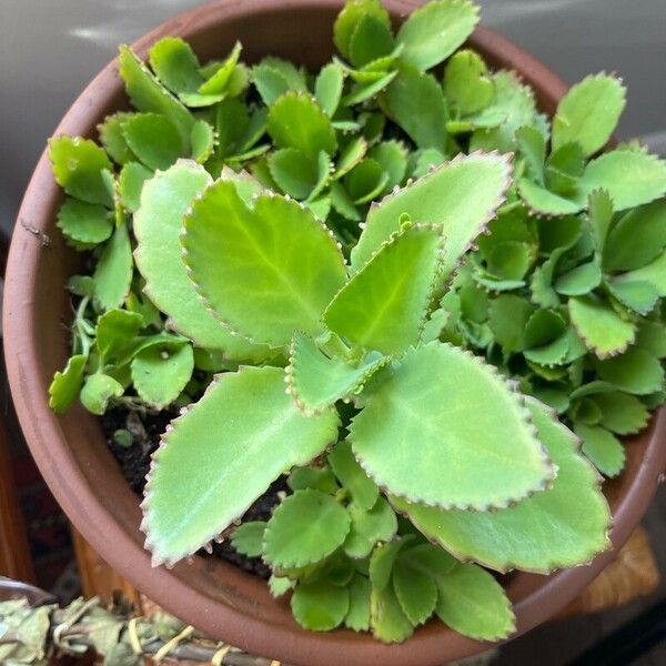 Kalanchoe laetivirens Leaf