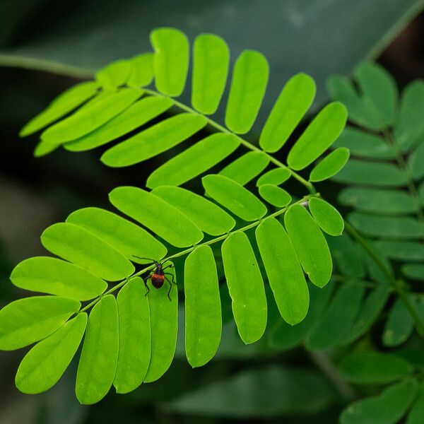 Abrus precatorius Leaf