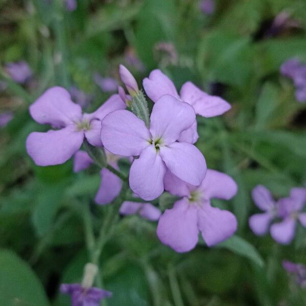 Matthiola maderensis Blomst