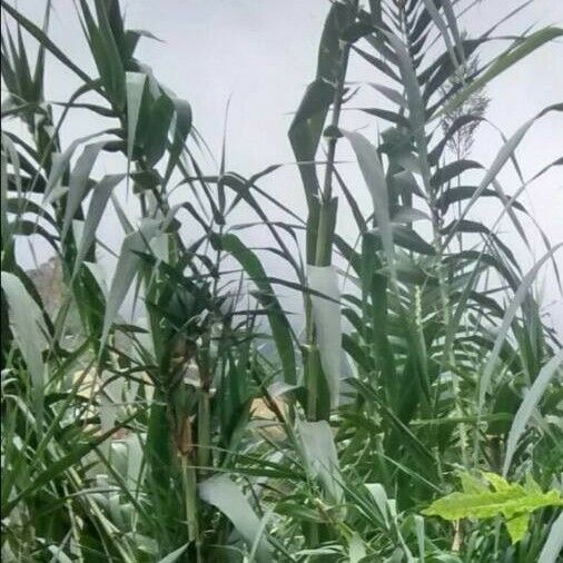 Arundo donax Habit