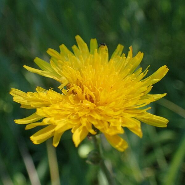 Sonchus maritimus Kwiat