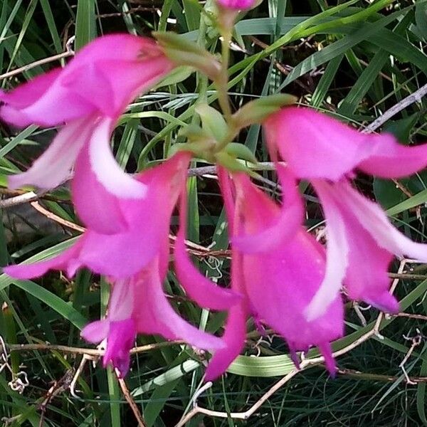 Gladiolus italicus Cvet