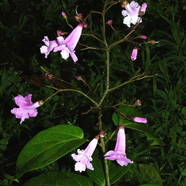 Tanaecium pyramidatum Costuma