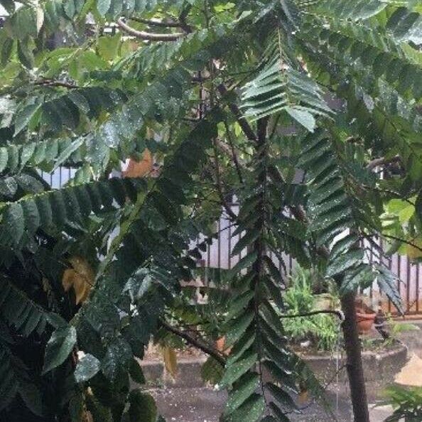 Imagem de referência para identificação da planta Biri-biri