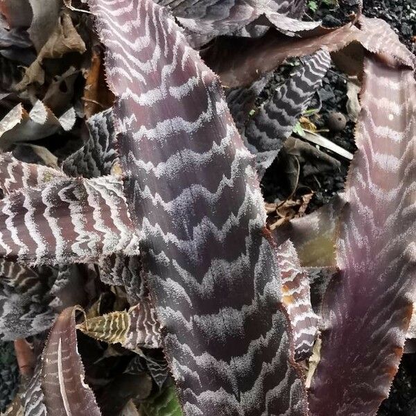 Cryptanthus zonatus Blad