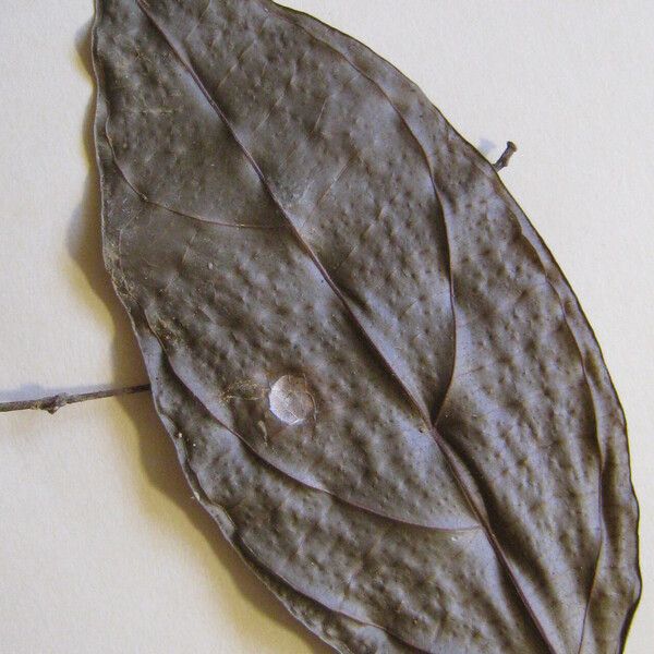 Lindackeria paludosa