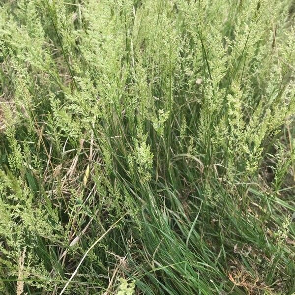 Agrostis stolonifera Habitatea