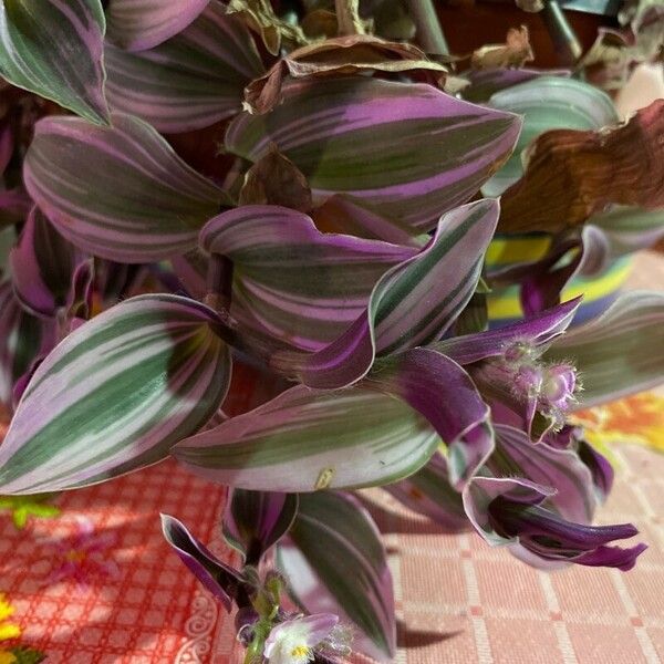 Tradescantia fluminensis ഇല