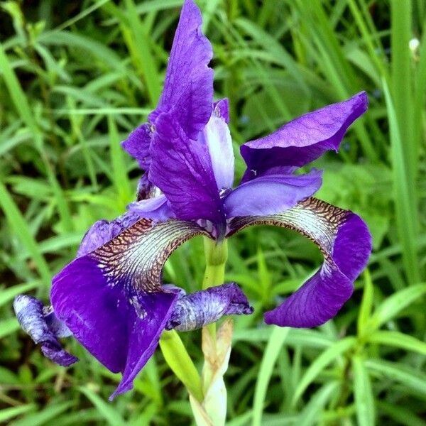Iris sibirica Bloem