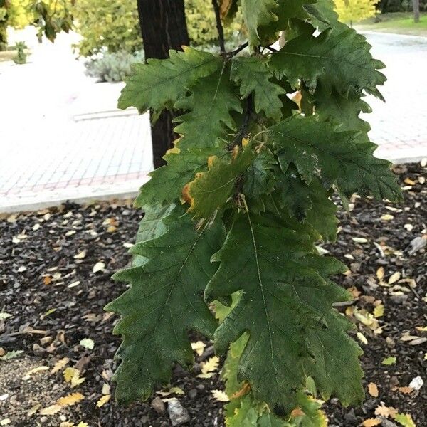 Quercus cerris Liść