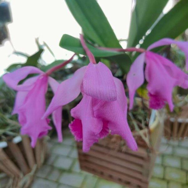 Guarianthe skinneri Flower