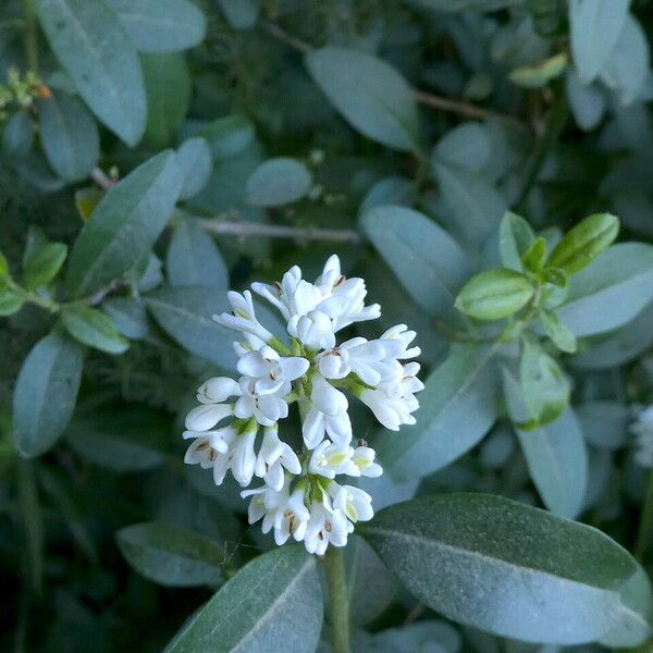 Ligustrum vulgare Цветок