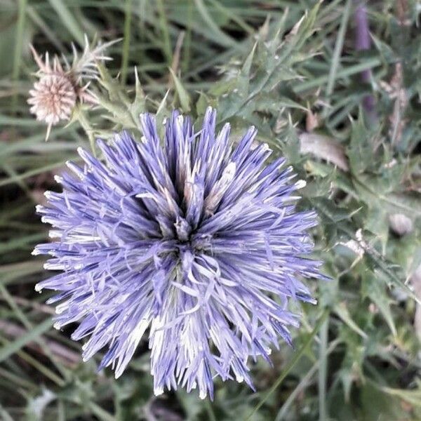 Echinops ritro ফুল