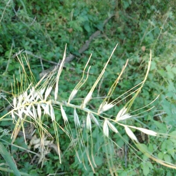 Elymus hystrix Fruto