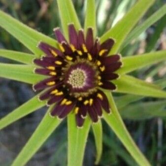 Tragopogon porrifolius Λουλούδι