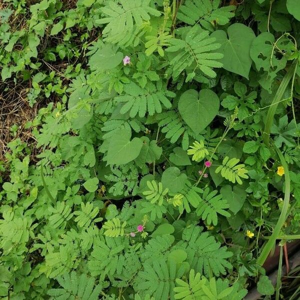 Mimosa diplotricha 整株植物