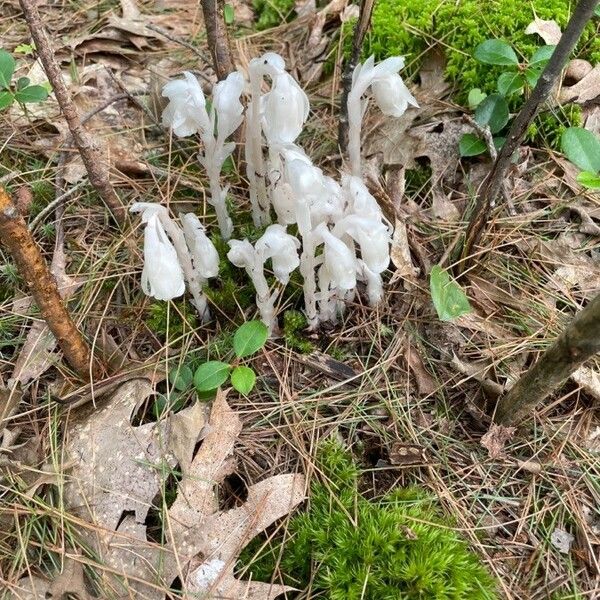 Monotropa uniflora Листок