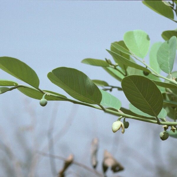 Annona senegalensis 花