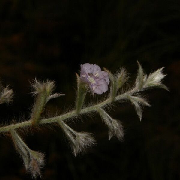 Evolvulus alsinoides Flor