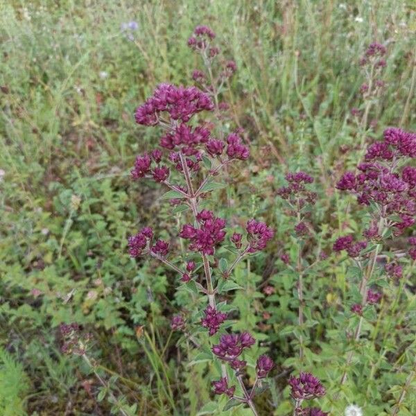 Origanum vulgare Kwiat