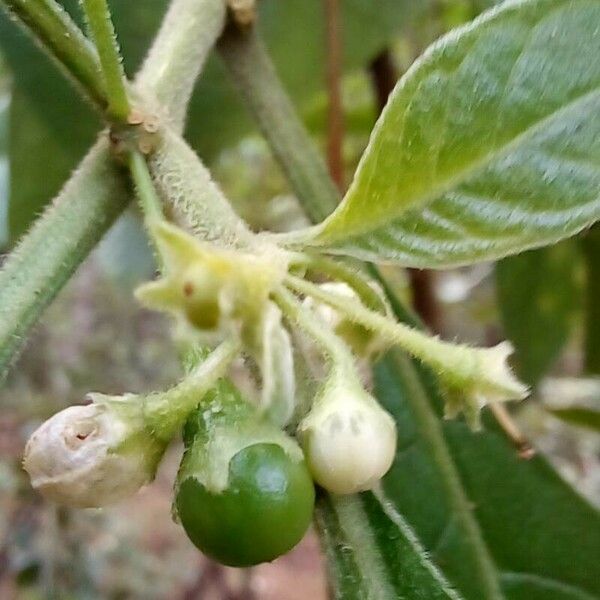 Athenaea velutina Fruit